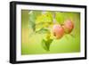 Apples (Malus Domestica) Growing in Traditional Orchard at Cotehele Nt Property, Cornwall, UK-Ross Hoddinott-Framed Photographic Print