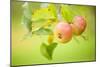 Apples (Malus Domestica) Growing in Traditional Orchard at Cotehele Nt Property, Cornwall, UK-Ross Hoddinott-Mounted Photographic Print