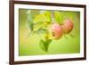 Apples (Malus Domestica) Growing in Traditional Orchard at Cotehele Nt Property, Cornwall, UK-Ross Hoddinott-Framed Photographic Print