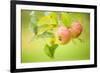 Apples (Malus Domestica) Growing in Traditional Orchard at Cotehele Nt Property, Cornwall, UK-Ross Hoddinott-Framed Photographic Print