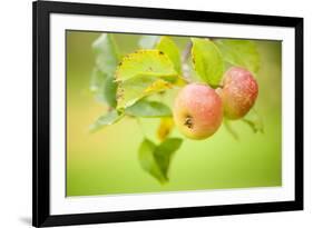 Apples (Malus Domestica) Growing in Traditional Orchard at Cotehele Nt Property, Cornwall, UK-Ross Hoddinott-Framed Photographic Print