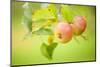 Apples (Malus Domestica) Growing in Traditional Orchard at Cotehele Nt Property, Cornwall, UK-Ross Hoddinott-Mounted Photographic Print