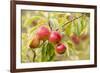 Apples (Malus Domestica) Growing in Traditional Orchard at Cotehele Nt Property, Cornwall, UK-Ross Hoddinott-Framed Photographic Print