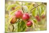 Apples (Malus Domestica) Growing in Traditional Orchard at Cotehele Nt Property, Cornwall, UK-Ross Hoddinott-Mounted Photographic Print