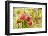 Apples (Malus Domestica) Growing in Traditional Orchard at Cotehele Nt Property, Cornwall, UK-Ross Hoddinott-Framed Photographic Print