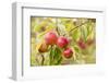 Apples (Malus Domestica) Growing in Traditional Orchard at Cotehele Nt Property, Cornwall, UK-Ross Hoddinott-Framed Photographic Print