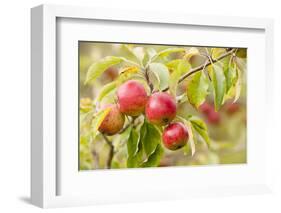 Apples (Malus Domestica) Growing in Traditional Orchard at Cotehele Nt Property, Cornwall, UK-Ross Hoddinott-Framed Photographic Print