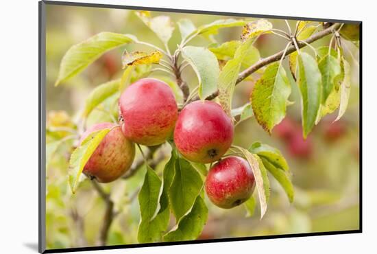 Apples (Malus Domestica) Growing in Traditional Orchard at Cotehele Nt Property, Cornwall, UK-Ross Hoddinott-Mounted Photographic Print