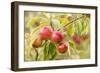 Apples (Malus Domestica) Growing in Traditional Orchard at Cotehele Nt Property, Cornwall, UK-Ross Hoddinott-Framed Photographic Print