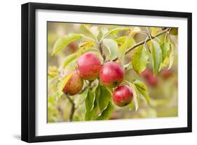 Apples (Malus Domestica) Growing in Traditional Orchard at Cotehele Nt Property, Cornwall, UK-Ross Hoddinott-Framed Photographic Print