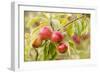 Apples (Malus Domestica) Growing in Traditional Orchard at Cotehele Nt Property, Cornwall, UK-Ross Hoddinott-Framed Photographic Print