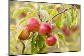 Apples (Malus Domestica) Growing in Traditional Orchard at Cotehele Nt Property, Cornwall, UK-Ross Hoddinott-Mounted Photographic Print