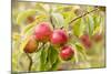 Apples (Malus Domestica) Growing in Traditional Orchard at Cotehele Nt Property, Cornwall, UK-Ross Hoddinott-Mounted Photographic Print