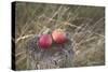 Apples, Old Stump-Andrea Haase-Stretched Canvas