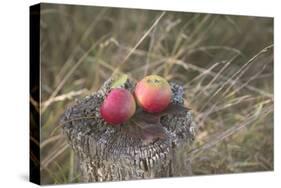 Apples, Old Stump-Andrea Haase-Stretched Canvas