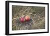 Apples, Old Stump-Andrea Haase-Framed Photographic Print