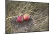 Apples, Old Stump-Andrea Haase-Mounted Photographic Print