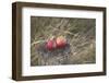 Apples, Old Stump-Andrea Haase-Framed Photographic Print