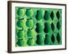 Apples, Pears and Limes, 2004-Julie Nicholls-Framed Giclee Print
