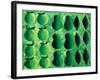 Apples, Pears and Limes, 2004-Julie Nicholls-Framed Giclee Print