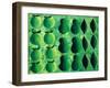 Apples, Pears and Limes, 2004-Julie Nicholls-Framed Giclee Print