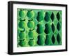 Apples, Pears and Limes, 2004-Julie Nicholls-Framed Giclee Print