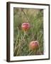 Apples, Two, Branch, Meadow-Andrea Haase-Framed Premium Photographic Print