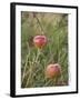 Apples, Two, Branch, Meadow-Andrea Haase-Framed Premium Photographic Print