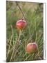 Apples, Two, Branch, Meadow-Andrea Haase-Mounted Premium Photographic Print