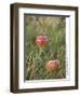 Apples, Two, Branch, Meadow-Andrea Haase-Framed Premium Photographic Print