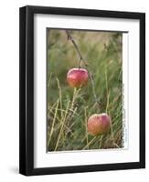 Apples, Two, Branch, Meadow-Andrea Haase-Framed Premium Photographic Print