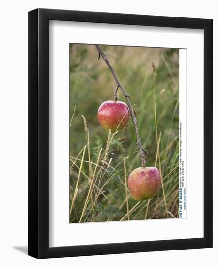 Apples, Two, Branch, Meadow-Andrea Haase-Framed Premium Photographic Print