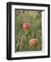 Apples, Two, Branch, Meadow-Andrea Haase-Framed Premium Photographic Print