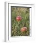 Apples, Two, Branch, Meadow-Andrea Haase-Framed Premium Photographic Print