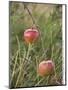 Apples, Two, Branch, Meadow-Andrea Haase-Mounted Premium Photographic Print