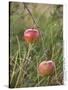 Apples, Two, Branch, Meadow-Andrea Haase-Stretched Canvas