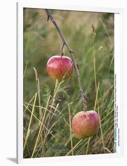 Apples, Two, Branch, Meadow-Andrea Haase-Framed Photographic Print