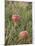 Apples, Two, Branch, Meadow-Andrea Haase-Mounted Photographic Print