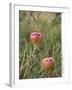 Apples, Two, Branch, Meadow-Andrea Haase-Framed Photographic Print