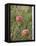 Apples, Two, Branch, Meadow-Andrea Haase-Framed Stretched Canvas