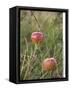 Apples, Two, Branch, Meadow-Andrea Haase-Framed Stretched Canvas