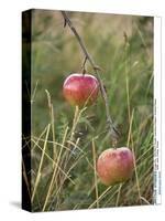 Apples, Two, Branch, Meadow-Andrea Haase-Stretched Canvas