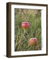 Apples, Two, Branch, Meadow-Andrea Haase-Framed Photographic Print