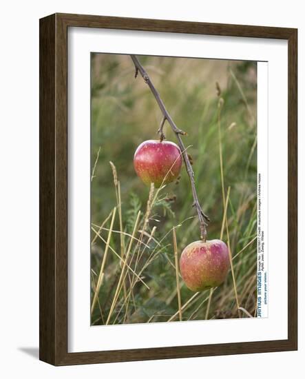 Apples, Two, Branch, Meadow-Andrea Haase-Framed Photographic Print
