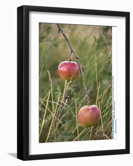 Apples, Two, Branch, Meadow-Andrea Haase-Framed Photographic Print