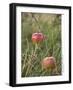 Apples, Two, Branch, Meadow-Andrea Haase-Framed Photographic Print