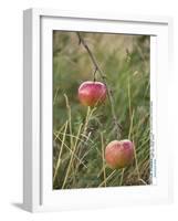 Apples, Two, Branch, Meadow-Andrea Haase-Framed Photographic Print