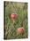 Apples, Two, Branch, Meadow-Andrea Haase-Stretched Canvas