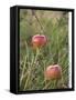 Apples, Two, Branch, Meadow-Andrea Haase-Framed Stretched Canvas