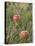 Apples, Two, Branch, Meadow-Andrea Haase-Stretched Canvas